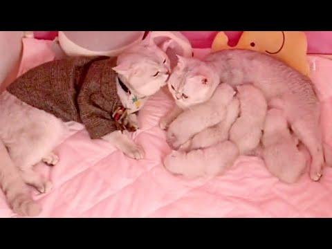 Proud Cat Parents And Their Adorable Newborn Kittens. Video.