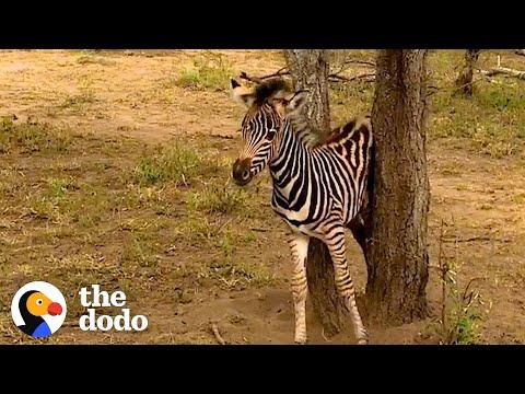 Rescued Baby Zebra Can’t Wait To Reunite With Mom and Dad #Video