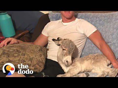 Baby Donkey Loves Snuggling On Couch With Dad #Video