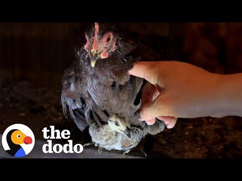Tiny Chicken Raised A Peacock Four Times Her Size #Video