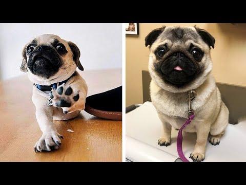 AWW SOO Cute and Funny Pug Puppies - Funniest Pug Ever #14  #Video