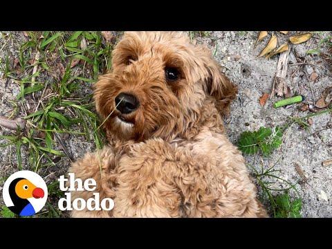 Golden Doodle Rescued From Puppy Mill Plays For The First Time #Video