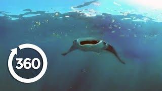 Mantas Flying on the Edge | Racing Extinction (360 Video)