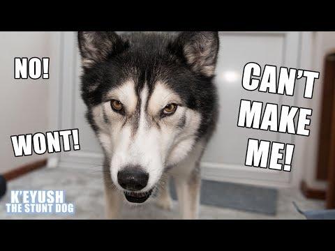 My Husky's BIGGEST Argument Yet Video! Won't Follow Simple Commands