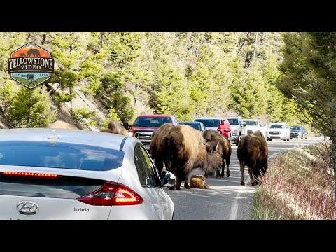 When the Little One Stops - We All Stop. Bison Mom's Protecting A Calf #Video