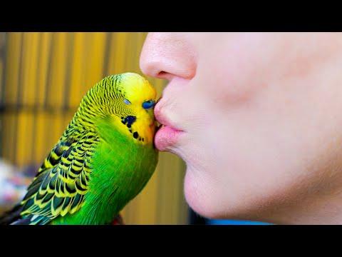 Budgie Talks To Owner To Stop Feeling Lonely | Pets: Wild At Heart | BBC Earth