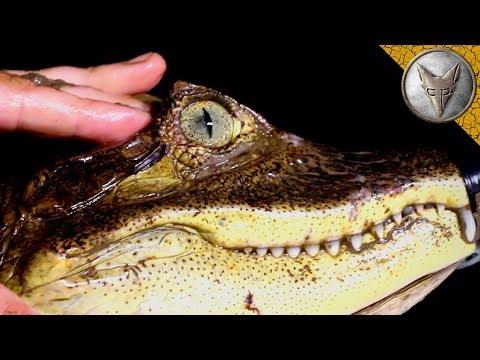 The Vision of a Caiman! Brave Wilderness