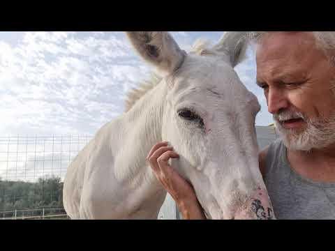 Depressed Donkey gets a new best friend! #Video