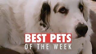 Best Pets of the Week | April 2018 Week 1