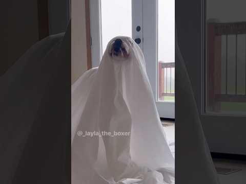 Boo! A ghost!  Layla The Boxer  #Video