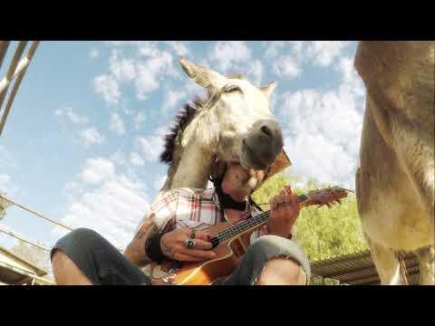 Hazel the donkey loves Elvis #Video