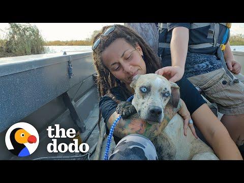 Dog Stranded On Island Melts Into Her Rescuer's Arms Video
