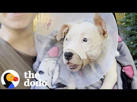 Dog With A Broken Jaw Found In The Road #Video