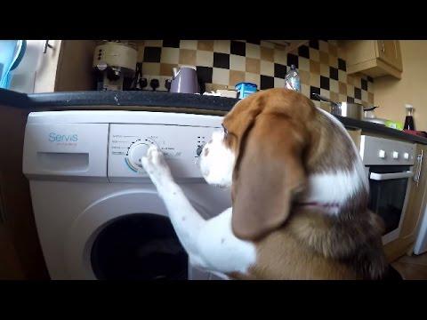 Cute Dog And Baby Vs Magic Washing Machine.