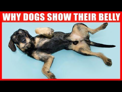 Real Reason Why Do Dogs Expose Their Belly (6 Reasons You Should Know) #Video