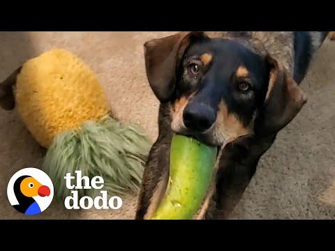 Foster Dog Didn't Understand Toys Until He Met A Cucumber #Video