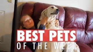 Best Pets of the Week | September 2018 Week 2