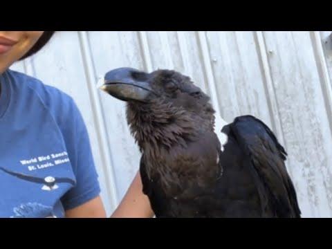 This raven is the Einstein of the bird world #Video