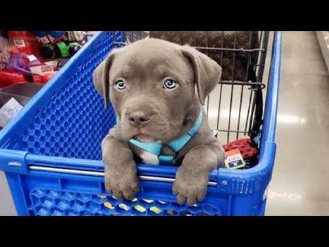 Funniest & Cutest Pitbull Puppies That’ll Melt You Instantly #Video