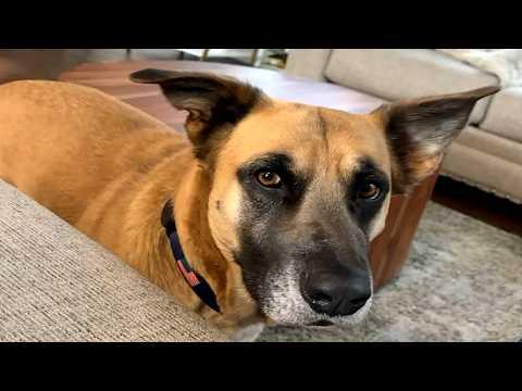 'There's no other dog like him' #Video