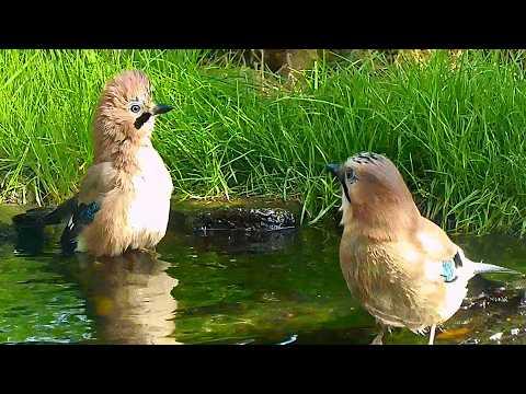 Shy Jays Show Off Crests at My Pond | Discover Wildlife | Robert E Fuller #Video
