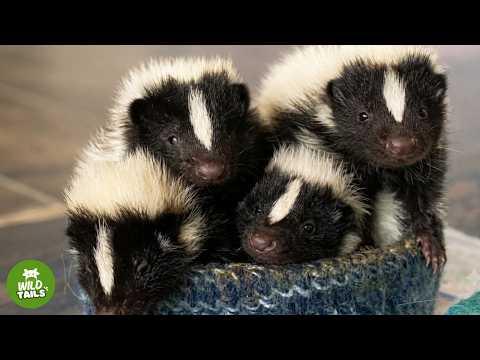 I Touched My Rescued Skunk’s Favorite Toy… His Reaction Was Adorable #Video