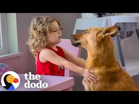 Dog Labeled 'Unadoptable' Becomes The Sweetest Big Sister #Video