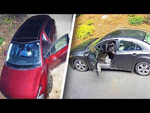 Bears Break Into Cars Looking for Food #Video