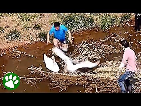 Fearless man grabs two swans in one brave leap #Video