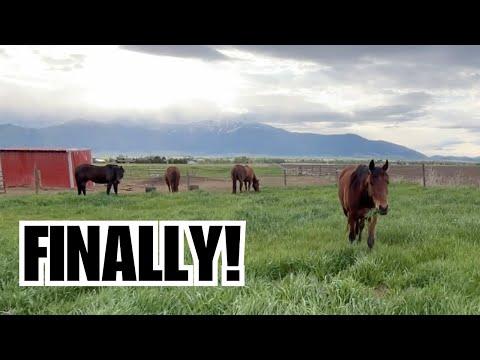 The horses first day out on pasture! - The Clever Cowgirl #Video