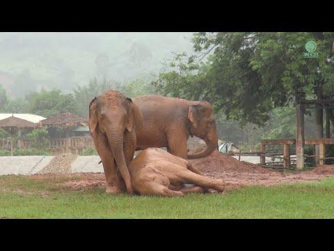Elephant Thong And Family Enjoy Playing Mud Pit In Raining Day - ElephantNews #Video