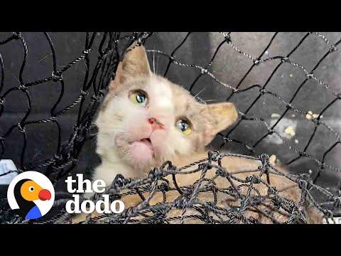 Woman Moves Feral Cat Into Her Bathroom #Video