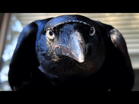Raven raised by human acts like dog #Video