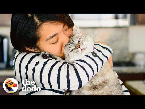 Meet The Most Popular Cat On Instagram  | The Dodo Airbnb Experiences