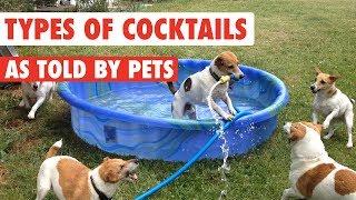 Types of Cocktails As Told By Pets