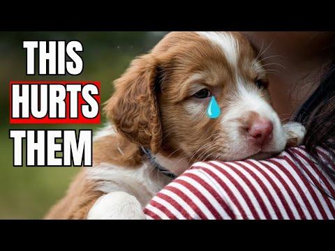 10 EVERYDAY Things That HURT Your Dog’s FEELINGS #Video