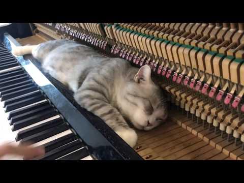 Merry go round of life Howl's moving catsle OST for Meow #Video