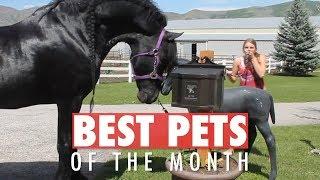 Best Pets of the Month August 2018