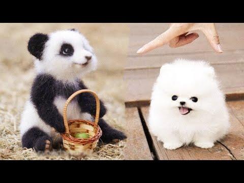 Cutest baby animals Videos Compilation Cute moment of the Animals - Cutest Animals #39