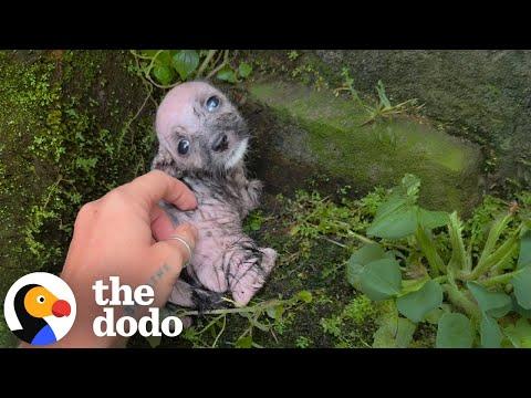 Tiniest Shivering Puppy Rescued From The Freezing Cold #Video