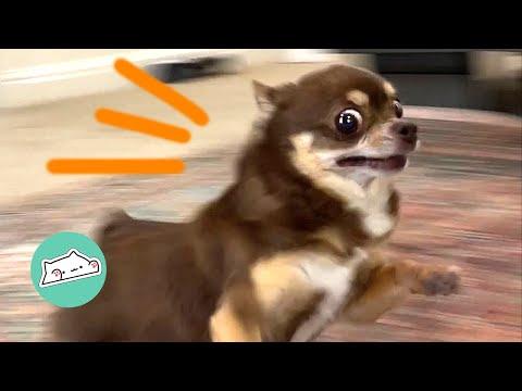 Sassy Chihuahua Causes Trouble For Woman. She Won't Stop Zooming #Video