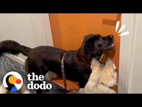 Dog Sprints Over To Knock On Her BFFs Door Every Night To Play #Video
