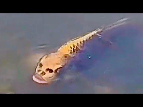 A Fish with a Human Face. Your Daily Dose Of Internet. #Video