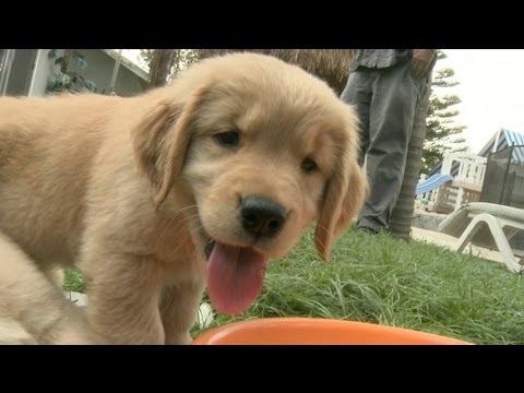 Golden Retriever Puppies Play With Ice Cubes And Get Ice Stuck All Over Themselves