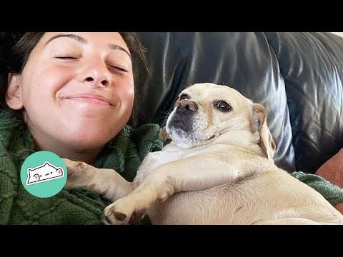 Woman Rescues This Goofy Dog And Now They’re Inseparable  #Video
