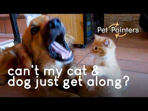Cats & Dogs Getting Along Video| Pet Pointers