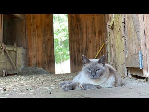 Goat kids love barn cats!…the cats love themselves! Sunflower Farm Creamery #Video