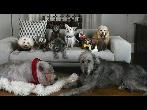 This Guy Can't Stop Rescuing Senior Dogs #Video