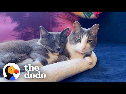 No One Wanted This Cat Because She Was Shy #Video
