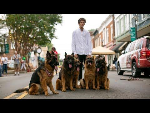 Dog Whisperer Can Walk Pack Of German Shepherds Without Leash